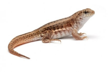 Leiocephalus schreibersii