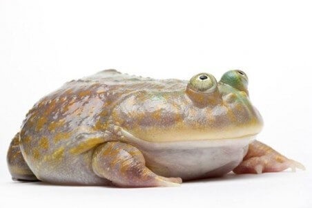 Lepidobatrachus laevis