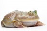 Lepidobatrachus laevis