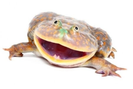 Lepidobatrachus laevis