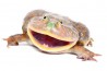Lepidobatrachus laevis