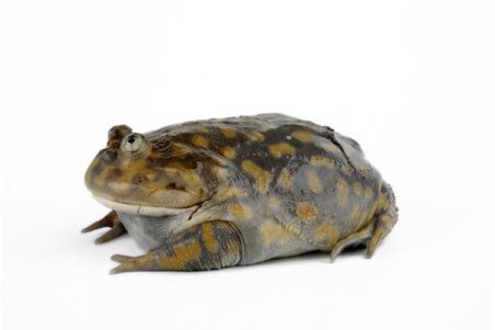 Lepidobatrachus laevis