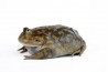 Lepidobatrachus laevis