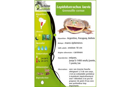 Lepidobatrachus laevis