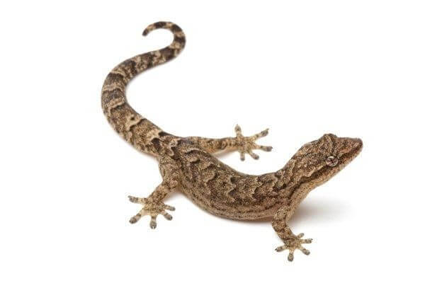 Lepidodactylus lugubris Lepidodactylus lugubris