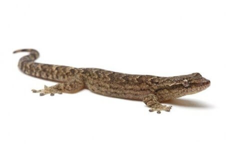 Lepidodactylus lugubris