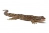 Lepidodactylus lugubris