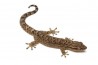 Lepidodactylus lugubris