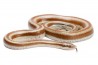 Lichanura trivirgata saslowi