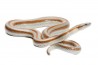 Lichanura trivirgata saslowi