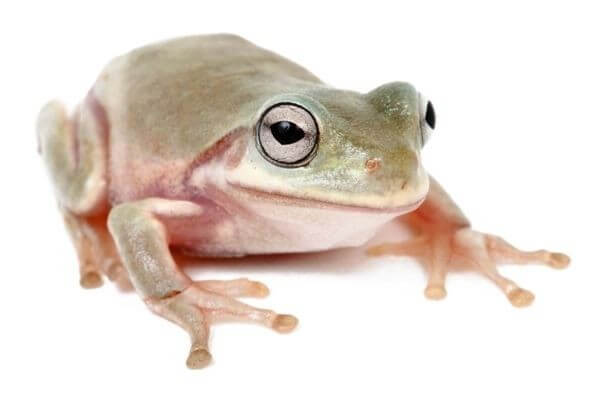 Litoria caerulea, N.C Litoria caerulea, N.C