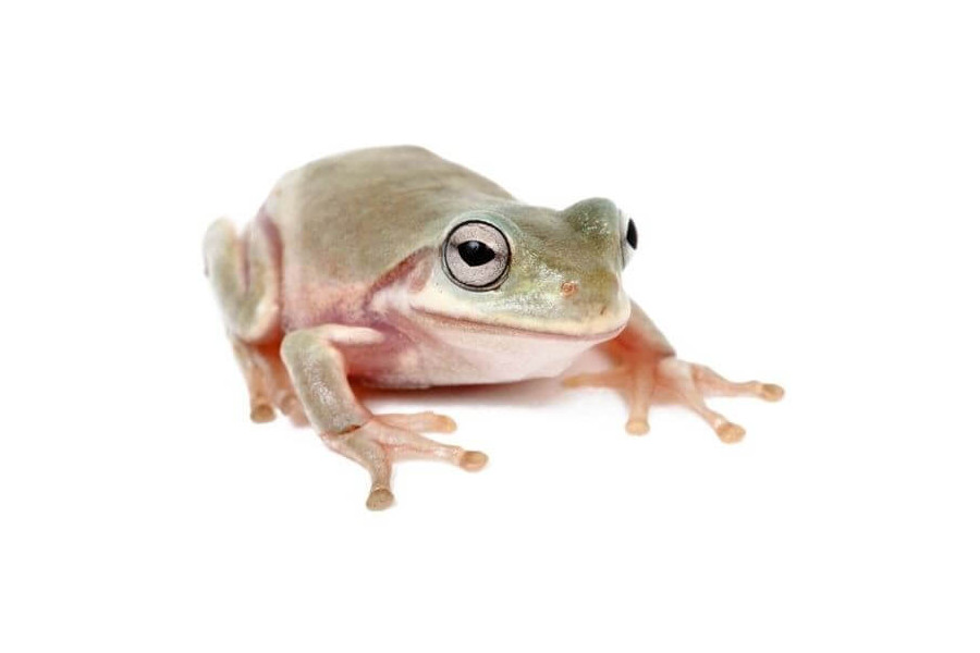Litoria caerulea, N.C Litoria caerulea, N.C