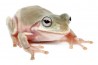 Litoria caerulea, N.C