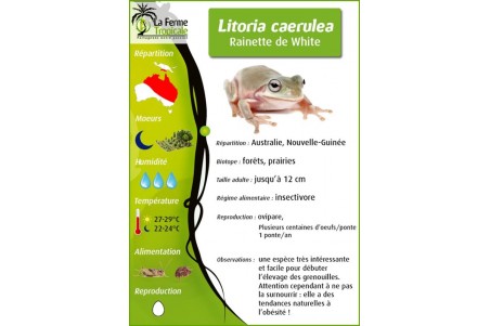 Litoria caerulea, N.C