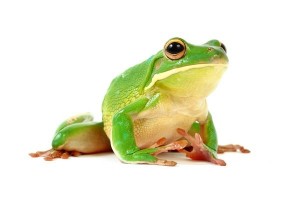 Litoria (Nyctimystes) infrafrenata