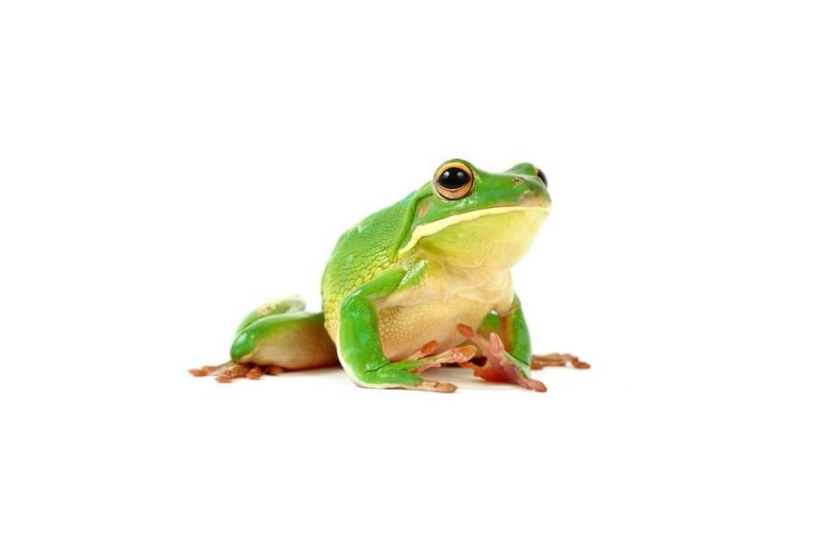 Litoria (Nyctimystes) infrafrenata Litoria (Nyctimystes) infrafrenata