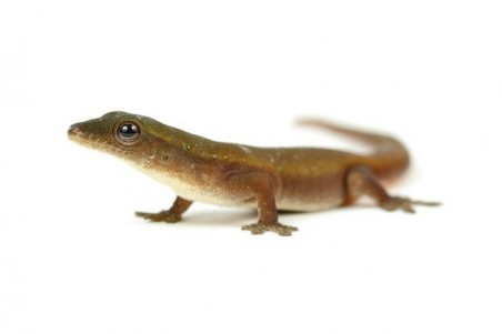 Lygodactylus conraui