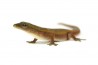 Lygodactylus conraui