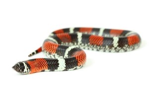 Lystrophis pulcher
