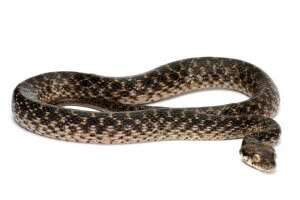 Madagascarophis colubrinus