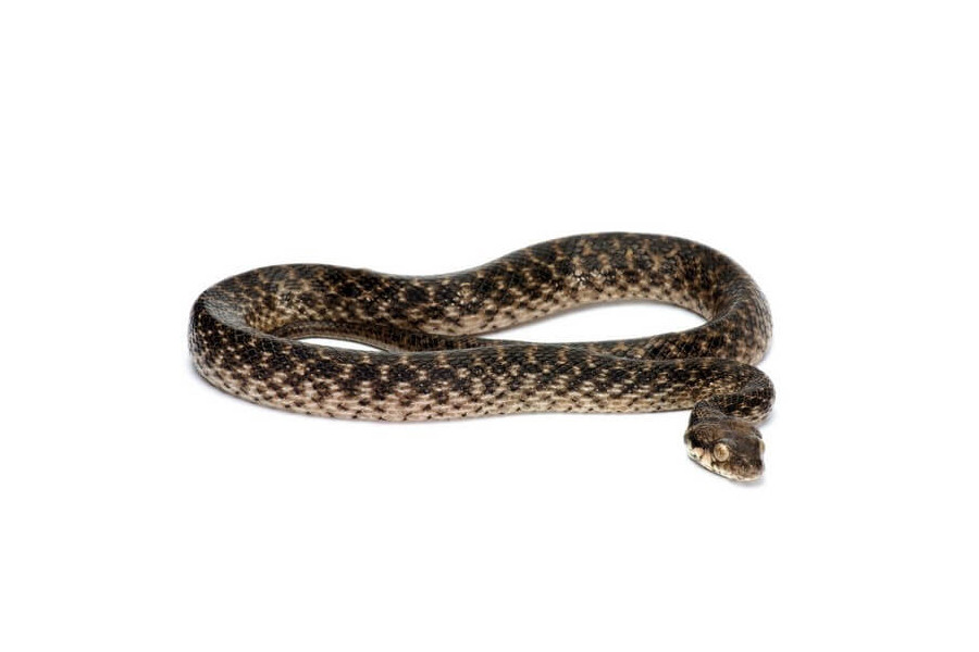 Madagascarophis colubrinus