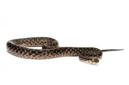 Madagascarophis colubrinus