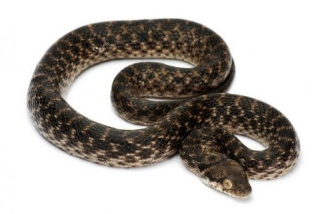 Madagascarophis colubrinus