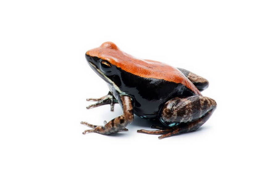 Mantella betsileo