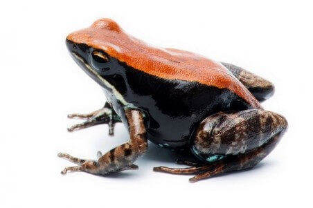 Mantella betsileo