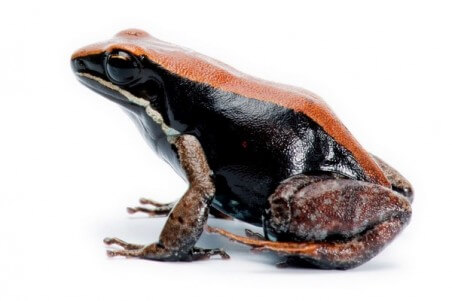 Mantella betsileo