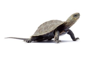 Mauremys japonica