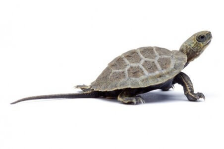Mauremys japonica