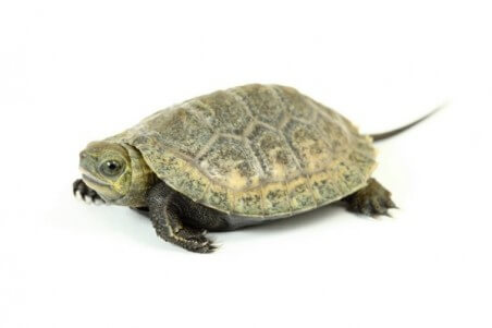 Mauremys japonica