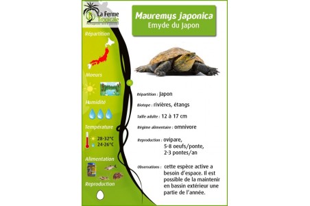 Mauremys japonica