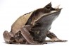 Megophrys nasuta