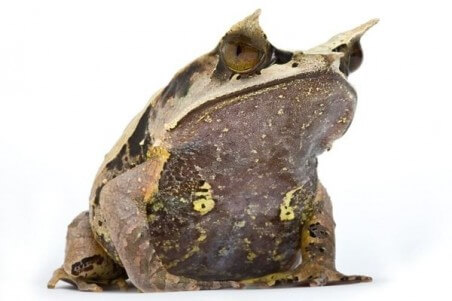 Megophrys nasuta