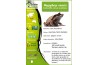 Megophrys nasuta