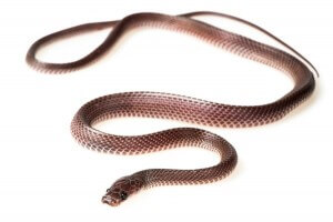 Mehelya (Gonionotophis) poensis