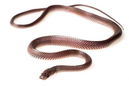 Mehelya (Gonionotophis) poensis
