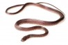 Mehelya (Gonionotophis) poensis