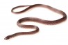 Mehelya (Gonionotophis) poensis