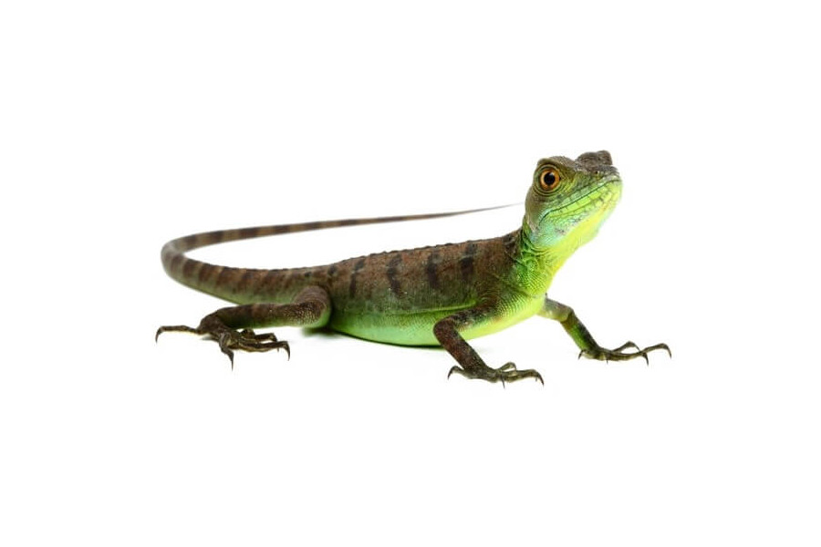 Basiliscus plumifrons