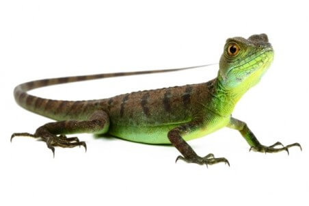Basiliscus plumifrons