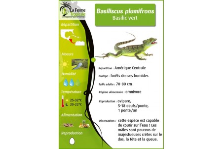 Basiliscus plumifrons