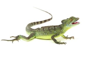 Basiliscus plumifrons