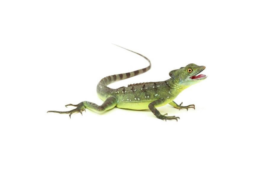 Basiliscus plumifrons