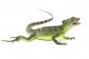 Basiliscus plumifrons