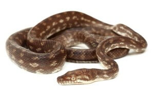 Simalia (Morelia) nauta