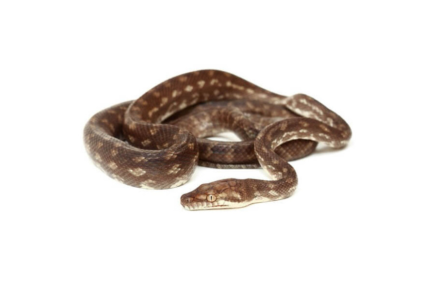 Simalia (Morelia) nauta