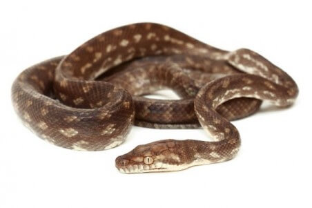 Simalia (Morelia) nauta